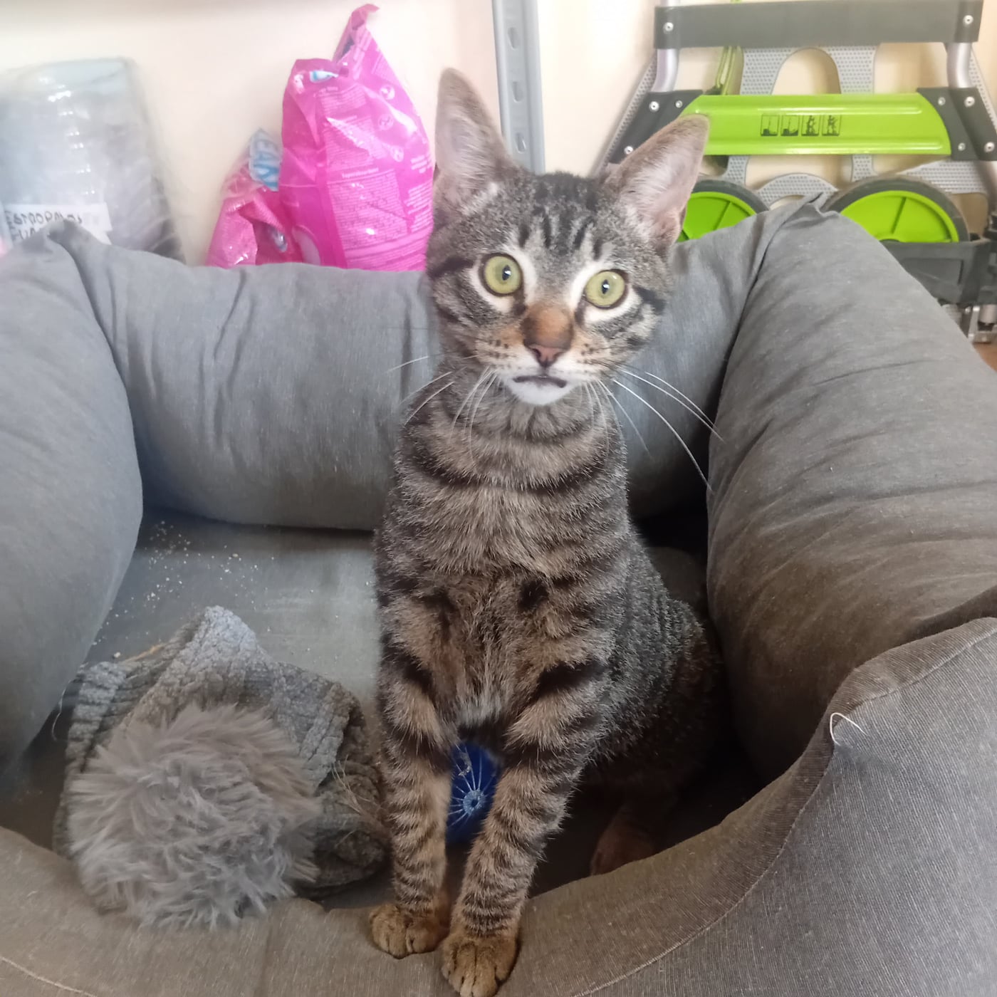 Lio