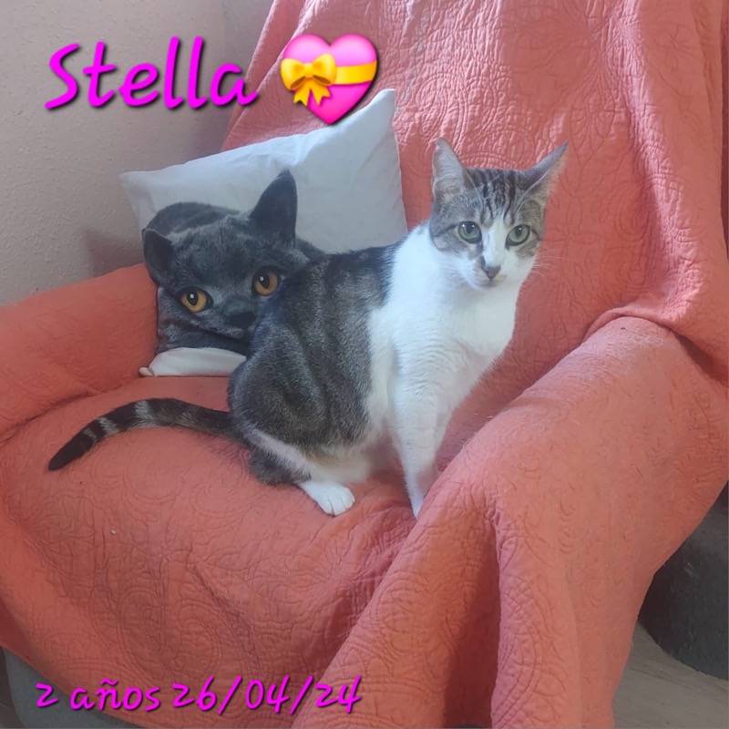 Stella