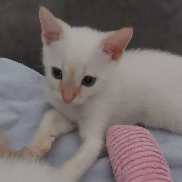 Feliana Instagram post