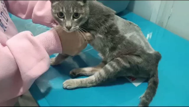 Feliana Instagram post