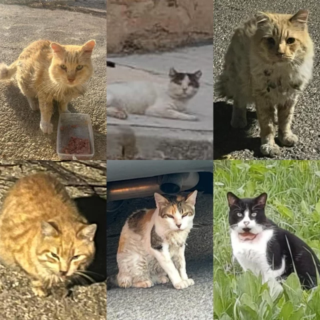 Feliana Instagram post